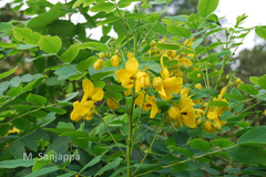Senna surattensis